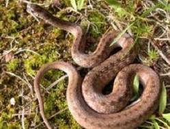 Նորից օձեր են հայտնաբերվել