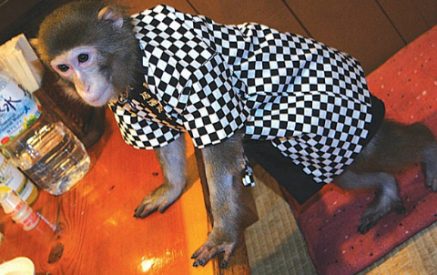 Ճապոնական ռեստորաններից մեկում, որպես մատուցող, աշխատում են կապիկները