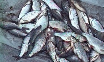 Փոքր ձկնաբուծարանները փակվում են