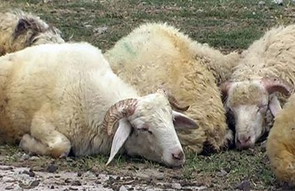 «Գյուղարտ» ՓԲ ընկերությունում  մորթվել են բրուցելոզով հիվանդ ոչխարնե՞ր