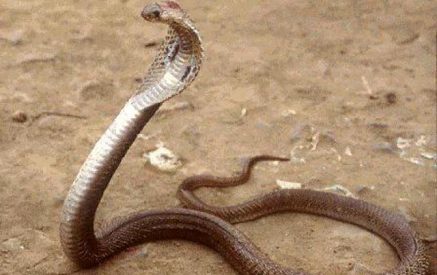 Թունավոր օձերը խուժել են խաղադաշտ