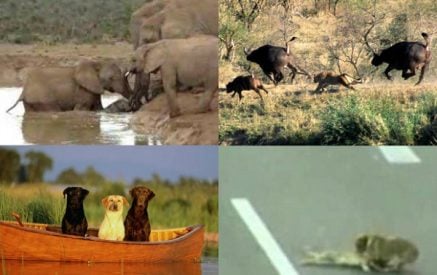 7 զարմանահրաշ հոլովակ, որտեղ կենդանիները փրկում են այլ կենդանիների կյանքը