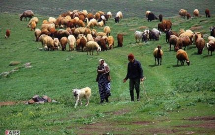 «Մայիսի վերջից Իրանի ոչխարները կարածեն Սյունիքո՞ւմ». իրանական կողմը պնդում է, մարզպետը շարունակում հերքել` նման բան չկա
