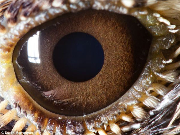 Daily Mail. «Կենդանիների աչքերը պատկերող անհավանական լուսանկարներ»