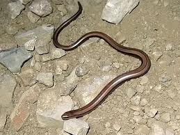 Տան բակում օձ է հայտնաբերվել
