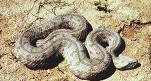Երեւանյան տան բակում հայտնաբերել են գյուրզա օձ