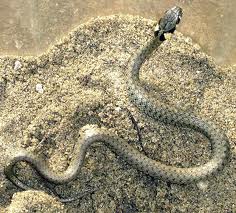 Մայրաքաղաքում հանդիպած օձերը թունավոր չեն եղել