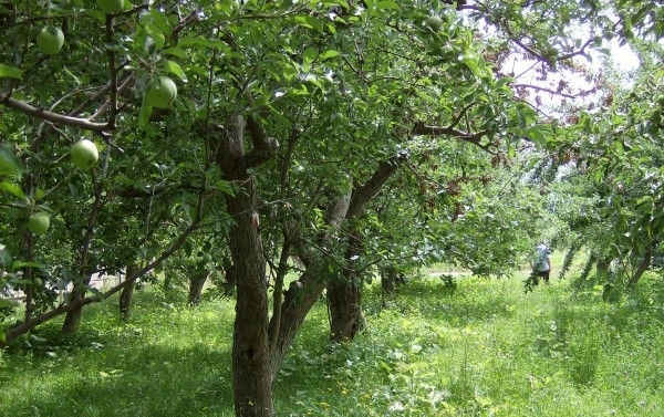 Աղբավայր` խնձորի այգիների կենտրոնում