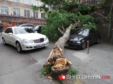 Ծառն ընկել է մեքենայի վրա