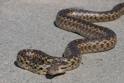 Փրկարարներն օձին տեղափոխել են անվտանգ տարածք
