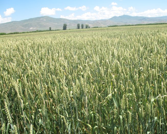 Սպասվում է 310 հազար տոննա ցորենի բերք