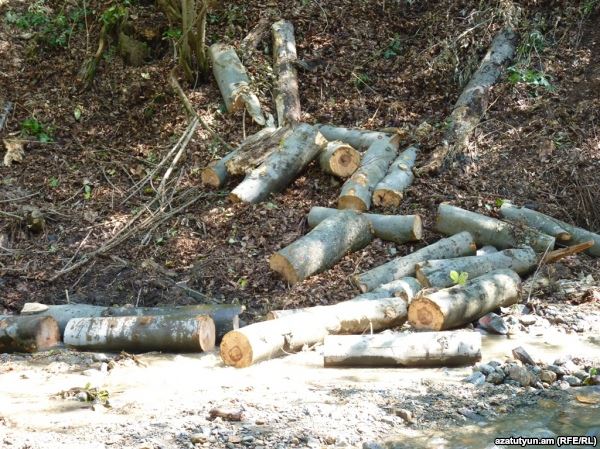 Ձմռանն ընդառաջ ապօրինի ծառահատման դեպքեր են գրանցվել Կապանի անտառներում