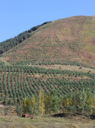 «Էյ Թի Փի» ԲՀ –ը 2013թ-ին տնկեց ևս 230,000 ծառ Հայաստանի ողջ տարածքում