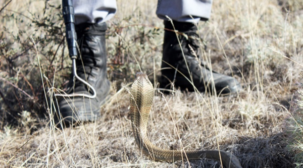 «Նիրվանա» հանգստյան գոտում հայտնաբերվել է լորտու տեսակի օձ