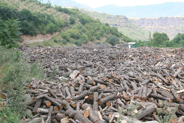 Թեղուտում ծառերը կտրում են, մասնատում  ու կոճղերը թաղելով՝ հետքերը թաքցնում