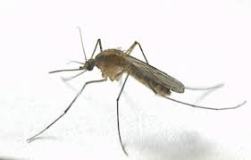 Ավելի քան 4,5 մլն դրամ՝ մոծակների դեմ պայքարի շրջանակներում «Հրապարակ»