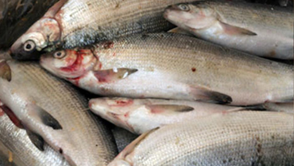 2016 թ.առգրավվել է 317.0 կգ «սիգ» տեսակի ձուկ