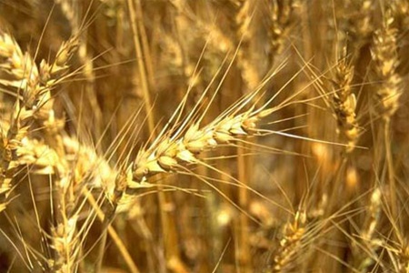 Հացավանում մոտ 100 տոննա ցորեն մնացել է առանց իրացման