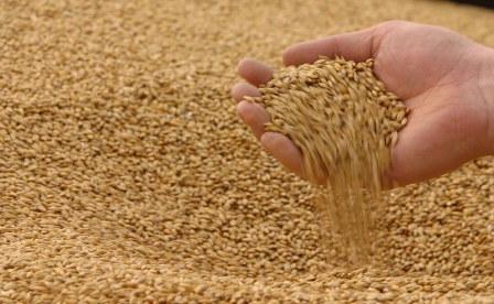 ՀՀ գյուղատնտեսության նախարարությունը ներկայացնում է ցորենի գները միջազգային բորսաներում