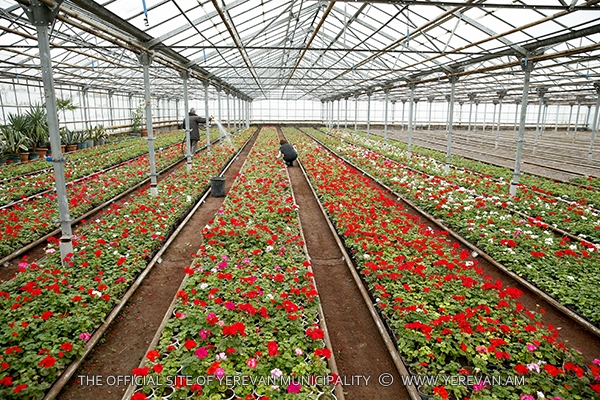 Երևանը կզարդարվի շուրջ 3 մլն ծաղիկներով