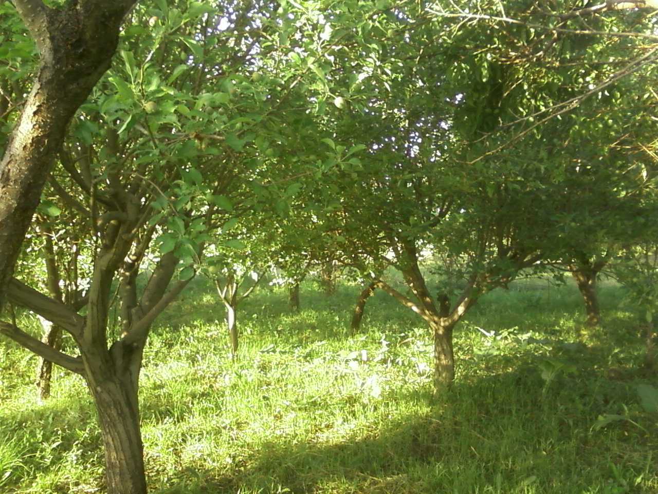 Խորհուրդներ պտղաբույծներին