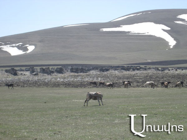 Ցերեկը՝ դաշտում, գիշերը՝ ցույցում