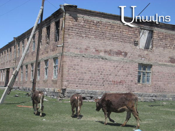 Բերդաշենի դպրոցի բակում երեխաների փոխարեն` արածող կովեր (Տեսանյութ, ֆոտոշարք)