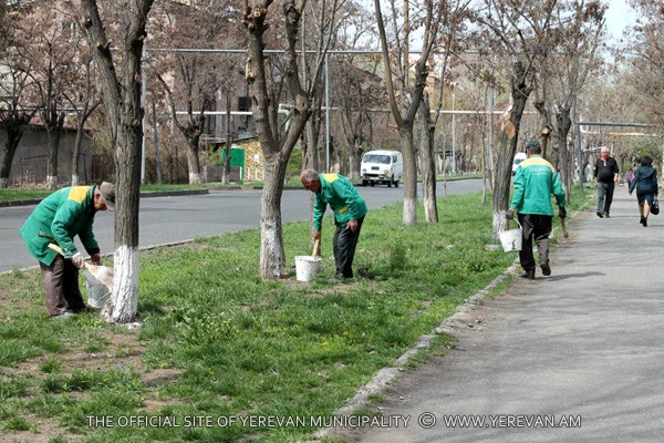 Մայրաքաղաքում ավարտին են մոտենում ծառերի բուժման աշխատանքները