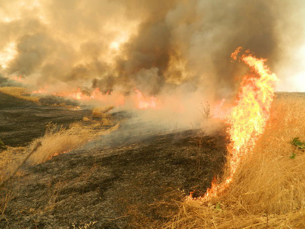 Աղավնաձոր գյուղում 150 հեկտարից ավելի տարածք այրվել է