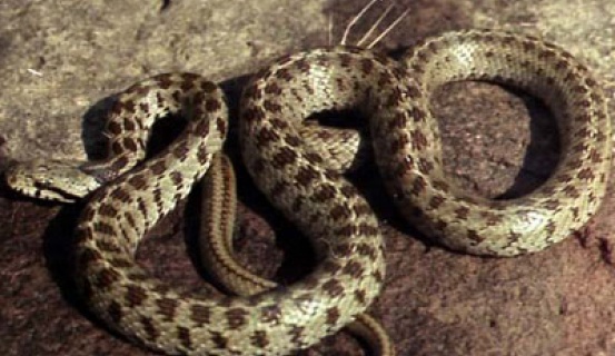 Երեւանի Ռուբինյանց փողոցի թիվ 27/4ա շենքի մոտակայքում նկատվել է շահմար տեսակի օձ