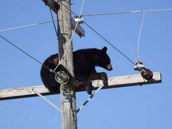 Արջը գյուղին վնաս է տվել