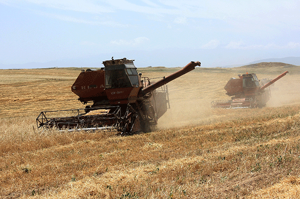 Հացահատիկի բերքահավաքը մոտենում է ավարտին