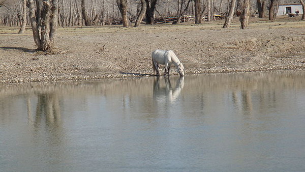 Գետի ափին ապրում է ձին (պատմվածք)