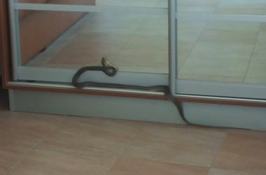 Գրասենյակում շահմար տեսակի օձ է նկատվել