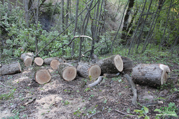 Ոչնչացվող անտառի հետքերով 2 – Սյունիք. տեսանյութ, լուսանկարներ. ՀԲՃ