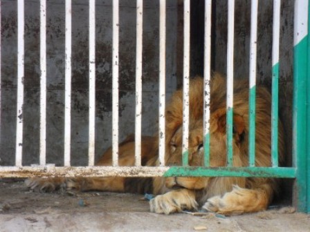 Արտակարգ դեպք կենդանաբանական այգում. առյուծը հարձակվել է իրեն կերակրողի վրա. shamshyan.com