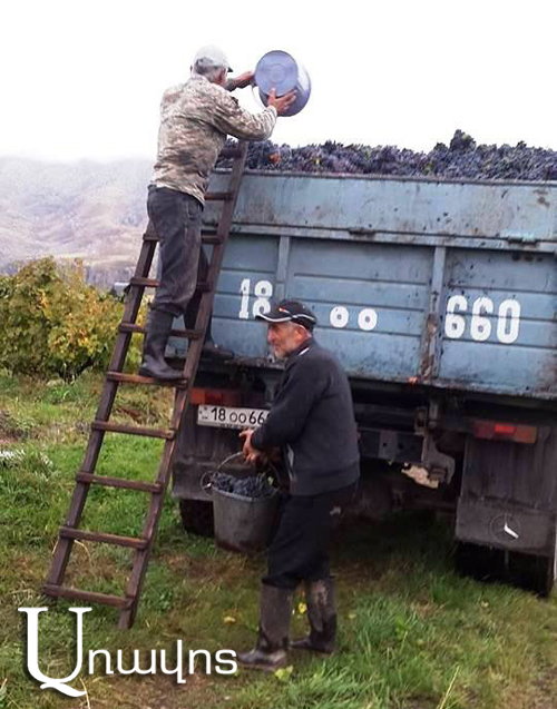 Արենի խաղողն էլ արժեզրկեցին (Տեսանյութ)