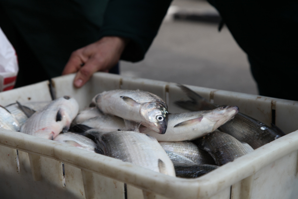 Բնապահպանական պետական տեսչության կողմից հինգ օրվա ընթացքում առգրավվել է 421 հատ /213 կգ/ «սիգ» տեսակի ձուկ