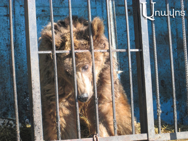 Նկատառումներ Գյումրու «կենդանաբանական այգում» գտնվող վայրի կենդանիների անմխիթար վիճակի, նրանց փրկության և ոլորտը կարգավորող իրավական դաշտի վերաբերյալ