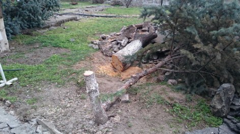 Ծառերի սպանդ՝ Ռադիոտան բակում. «Ա1+»