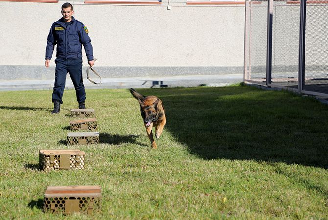 Հայաստանին տրամադրված 6 ականներ հայտնաբերող շներից երկուսը գնվել են ամերիկացի երեխաների կողմից հավաքված բարեգործական միջոցների հաշվին