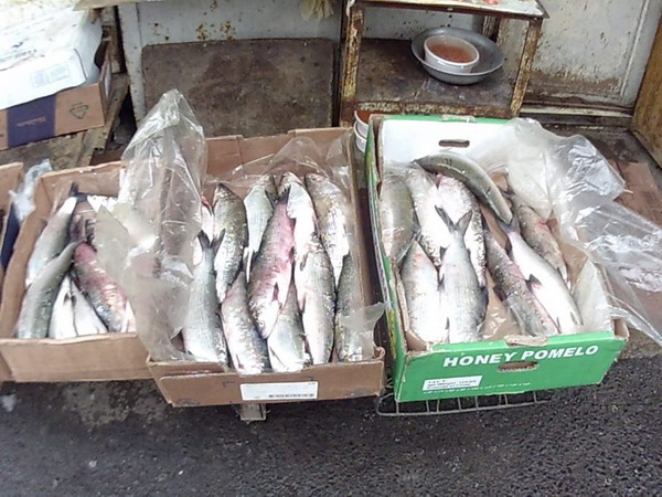 Բնապահպանական պետական տեսչության կողմից առգրավվել և մանկատներին ու ծերանոցներին է հանձնվել 123 հատ «սիգ» տեսակի ձուկ