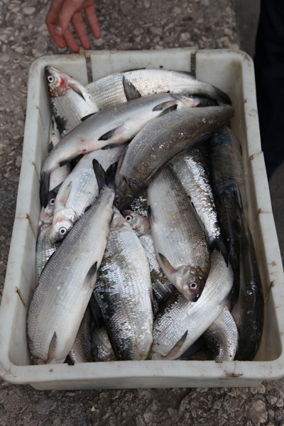 5 օրվա ընթացքում առգրավվել և մանկատներին ու ծերանոցներին է հանձնվել 199 հատ «սիգ» տեսակի ձուկ