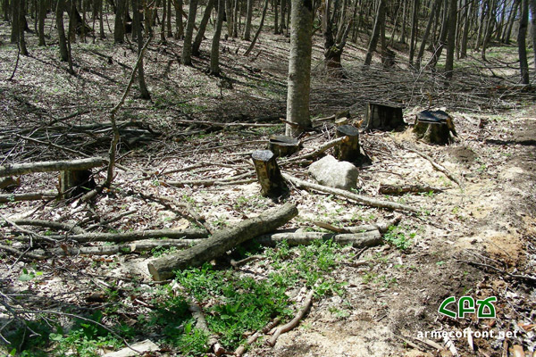 Ահազանգ Իջևանի անտառներից՝ ծառերի սպանդը շարունակվում է. ՀԲՃ