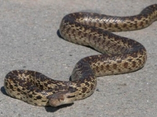 Նորքի 5-րդ փողոցի տներից մեկի բակում հայտնաբերվել է օձ