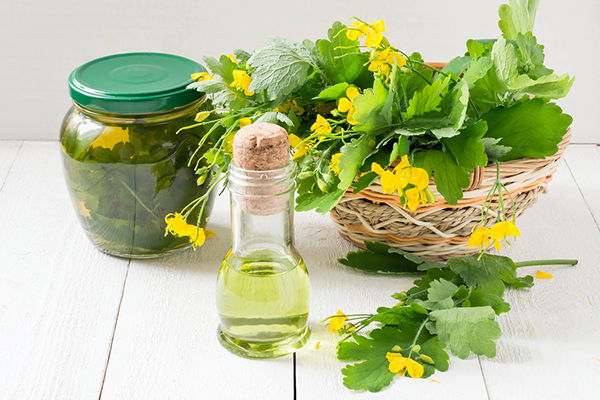 Celandine herbs in a basket, infusion in the bank and oil for herbal medicine. Selective focus