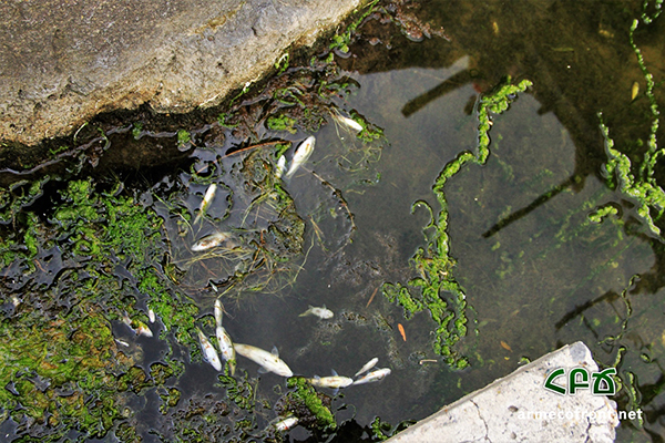 Հազարավոր սատկած ձկներ Հրազդան գետում. ՀԲՃ (Տեսանյութ)