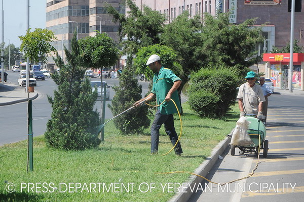 Երևանում շարունակվում են ծառերի բուժման աշխատանքները