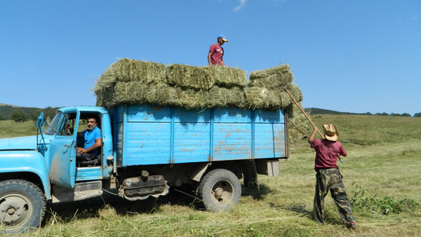 Խոտհունձը՝  հյուսիսային թևում