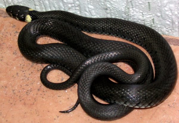 Երեւանյան շենքի նկուղում օձ է հայտնաբերվել